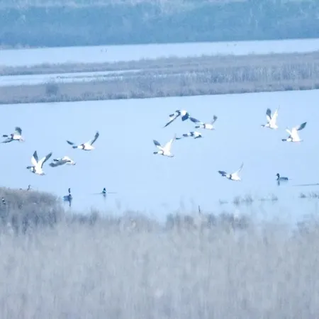 Logonovo * リド・ディ・スピーナ