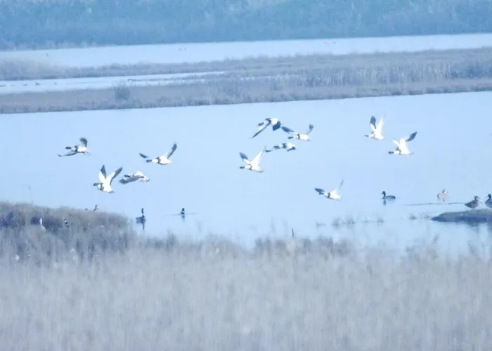 Logonovo * Lido di Spina